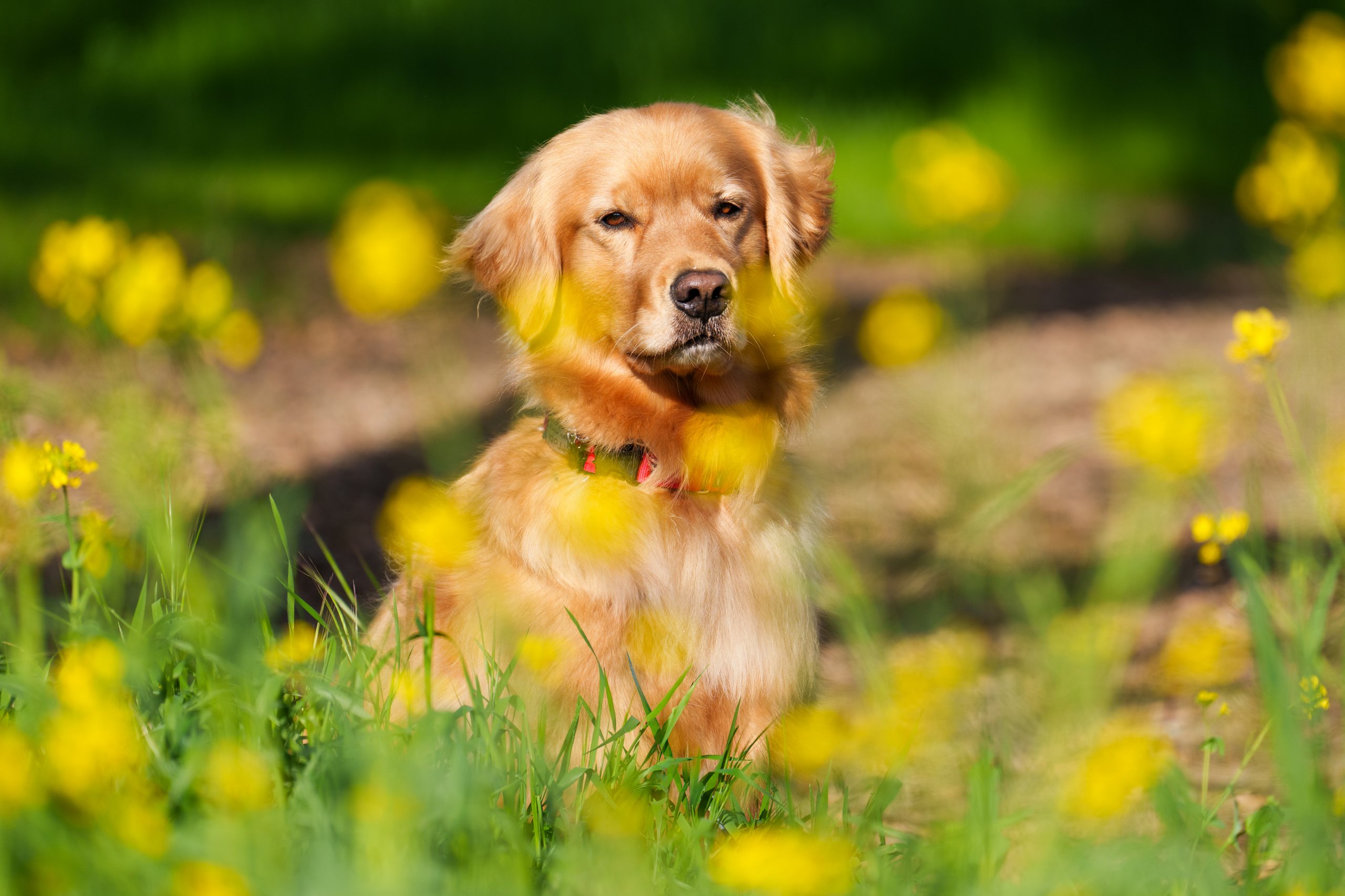 Pets by Jeff Chapman Photography